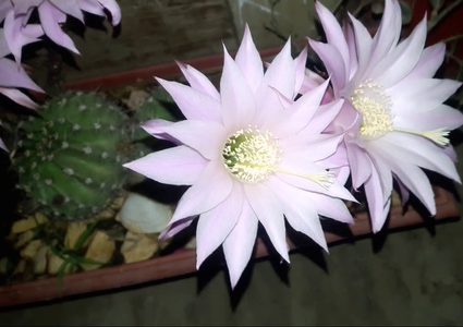 شاهد لحظة تفتح  "زهرة القمر"