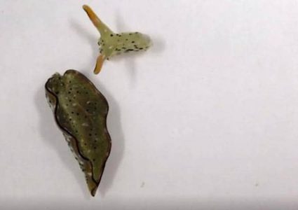 رغم قطع رأسها.. حيوانات بحرية تستطيع بناء أجسامها !