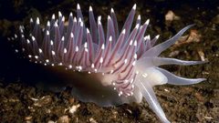 علماء يكتشفون رخويات بحرية تعيد بناء أجسامها بعد قطع رأسها