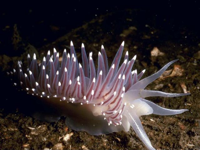 علماء يكتشفون رخويات بحرية تعيد بناء أجسامها بعد قطع رأسها