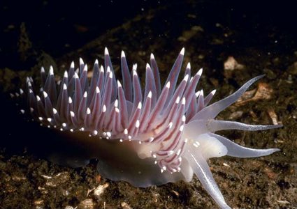 علماء يكتشفون رخويات بحرية تعيد بناء أجسامها بعد قطع رأسها