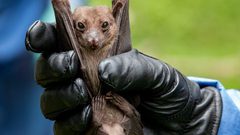 الصين.. إكتشاف فيروس تاجي جديد مشابة لكورونا بنسبة 94.5 %