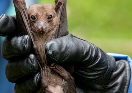 الصين.. إكتشاف فيروس تاجي جديد مشابة لكورونا بنسبة 94.5 %