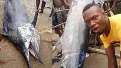 صياد نيجري يلتهم مع أصدقائه سمكة بقيمة 2.6 مليون دولار !