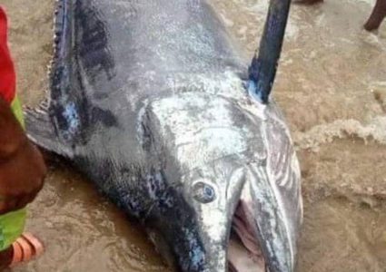 شاب يصطاد سمكة قيمتها 2 مليون دولار ويأكلها !