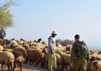 الاحتلال يستولي على قطيع من الأغنام من مراعي جنوب الخليل