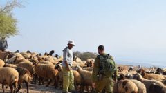 الاحتلال يستولي على قطيع من الأغنام من مراعي جنوب الخليل