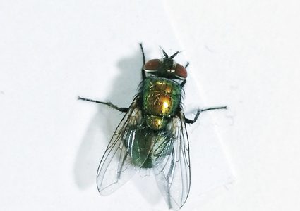 ..تعرف على الحشرة المزعجة "الذبابة"