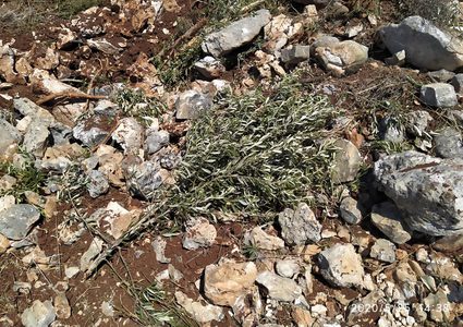 مستوطنون يقتلعون 40 شتلة زيتون ويسرقونها في جالود جنوب نابلس