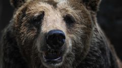 شاهد القبض على دب يلاحق المارة في شوارع مدينة روسية