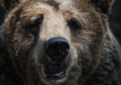 شاهد القبض على دب يلاحق المارة في شوارع مدينة روسية