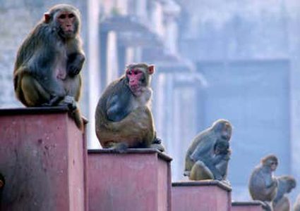 مصرع شابة هندية إثر مطاردة قبيلة من القرود لها