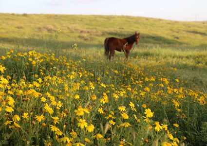 يوم غدٍ السبت .. يبدأ فصل الربيع فلكياً في فلسطين