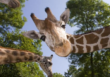 هل تساعد جينات الزرافة على التخلص من مشكلة إرتفاع ضغط الدم؟