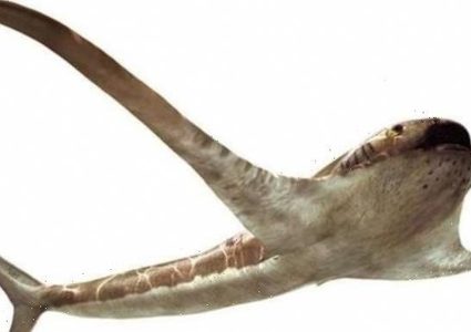 علماء يعلنون عن إكتشاف سمكة القرش المجنحة