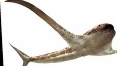 علماء يعلنون عن إكتشاف سمكة القرش المجنحة