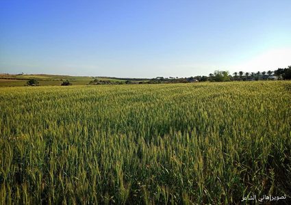 الربيع في حقول الأرياف شرقي مدينة دير البلح وسط غزة