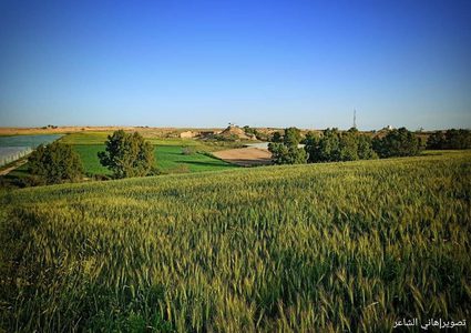 الربيع في حقول الأرياف شرقي مدينة دير البلح وسط غزة