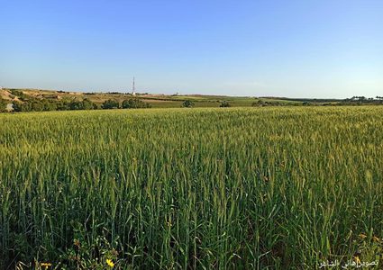الربيع في حقول الأرياف شرقي مدينة دير البلح وسط غزة