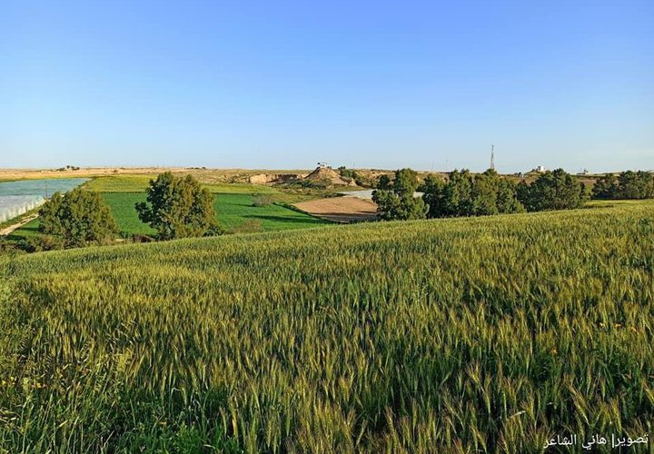 الربيع في حقول الأرياف شرقي مدينة دير البلح وسط غزة