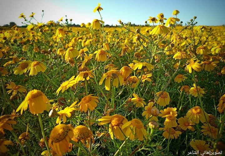 الربيع في حقول الأرياف شرقي مدينة دير البلح وسط غزة