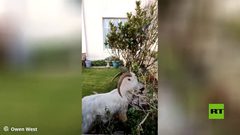 ماعز بري يقتحم بلدة بريطانية ويشل حركة المرور فيها