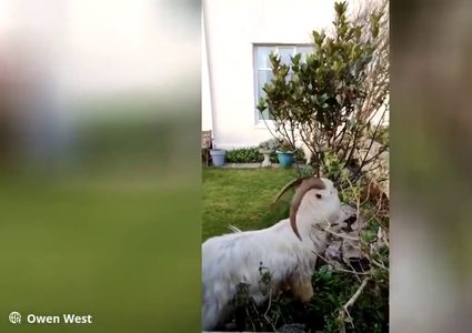 ماعز بري يقتحم بلدة بريطانية ويشل حركة المرور فيها