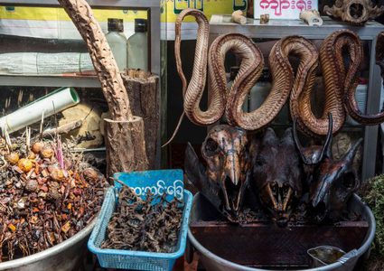 منظمة الصحة العالمية تربط ظهور كورونا بتجارة الحيوانات بالصين