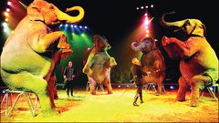 شاهد عراك الفيلة أثناء العرض في سيرك روسي