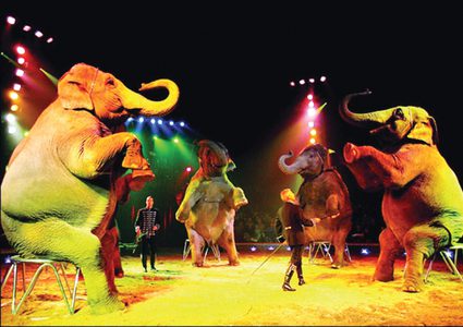 شاهد عراك الفيلة أثناء العرض في سيرك روسي
