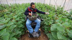 شاب من رام الله يعمل بالزراعة لإعالة عائلته