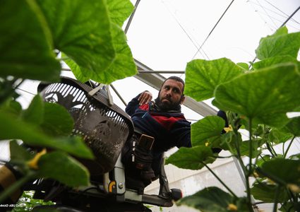 رغم أعاقته الحركية...شاب من رام الله يعمل بالزراعة لإعالة عائلته