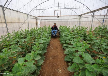 رغم أعاقته الحركية...شاب من رام الله يعمل بالزراعة لإعالة عائلته