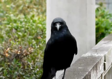 غراب بمشيته المضحكة ينال قرابة 2 مليون مشاهدة