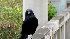 غراب بمشيته المضحكة ينال قرابة 2 مليون مشاهدة