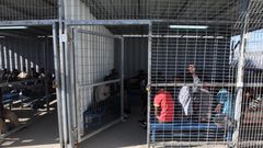 أسيران قاصران قيد الاعتقال الإداري داخل معتقل "مجدو"