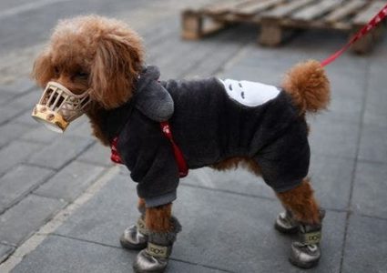 إبتكار أول لقاح لحماية الحيوانات من فيروس كورونا