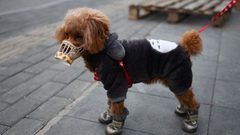 إبتكار أول لقاح لحماية الحيوانات من فيروس كورونا