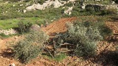 نابلس: مستوطنون يقطعون مئة غرسة زيتون في قصرة