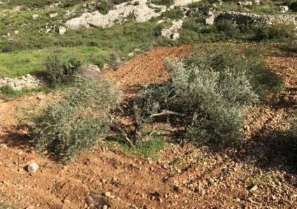 نابلس: مستوطنون يقطعون مئة غرسة زيتون في قصرة