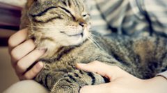 هل تسبب القطط الإصابة بسرطان الدماغ ؟