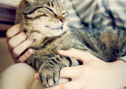 هل تسبب القطط الإصابة بسرطان الدماغ ؟