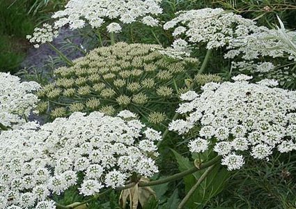 اسكتلندي يصاب بحروق من الدرجة الثالثة بعد لمسه نبته !