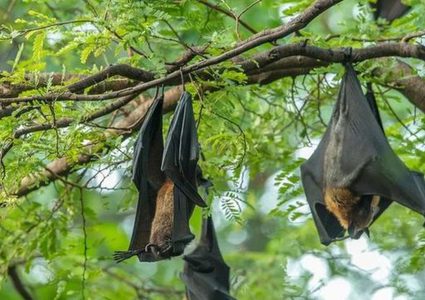 "فيروس جديد" يهدد العالم.. وأعراضه شلل وهذيان وتشنجات