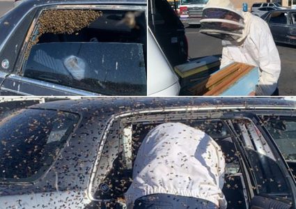 سرب من النحل يحاول اختطاف سيارة رجل أمريكي !