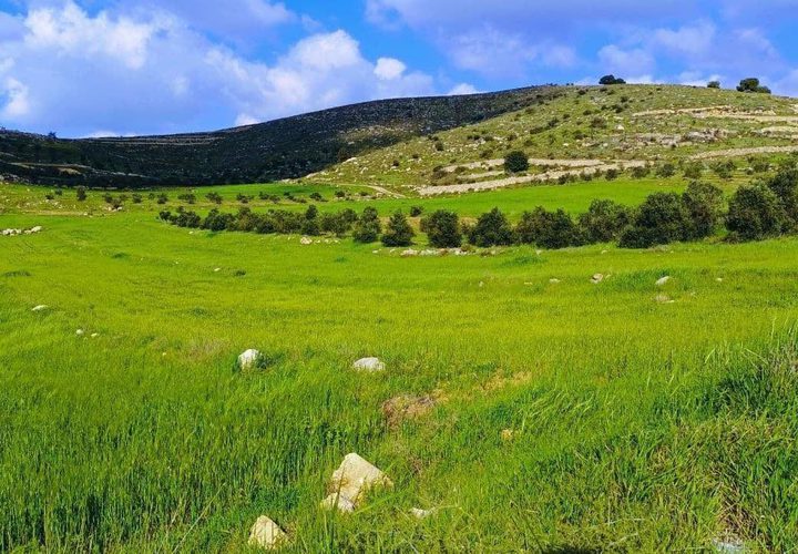 جمال الطبيعة في قرية المجد جنوب غرب مدينة الخليل  

تصوير: وفاء مشارقة