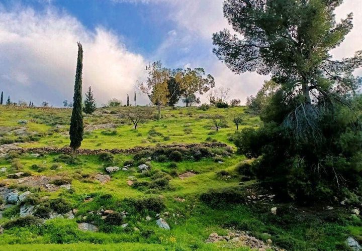 جمال الطبيعة في قرية المجد جنوب غرب مدينة الخليل  

تصوير: وفاء مشارقة