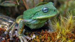 علماء يعلنون اكتشاف حيوان جديد في غابات الأمازون