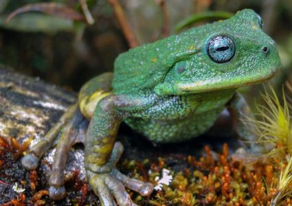 علماء يعلنون اكتشاف حيوان جديد في غابات الأمازون