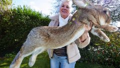 الشرطة البريطانية تبحث عن سارق أكبر أرنب في العالم